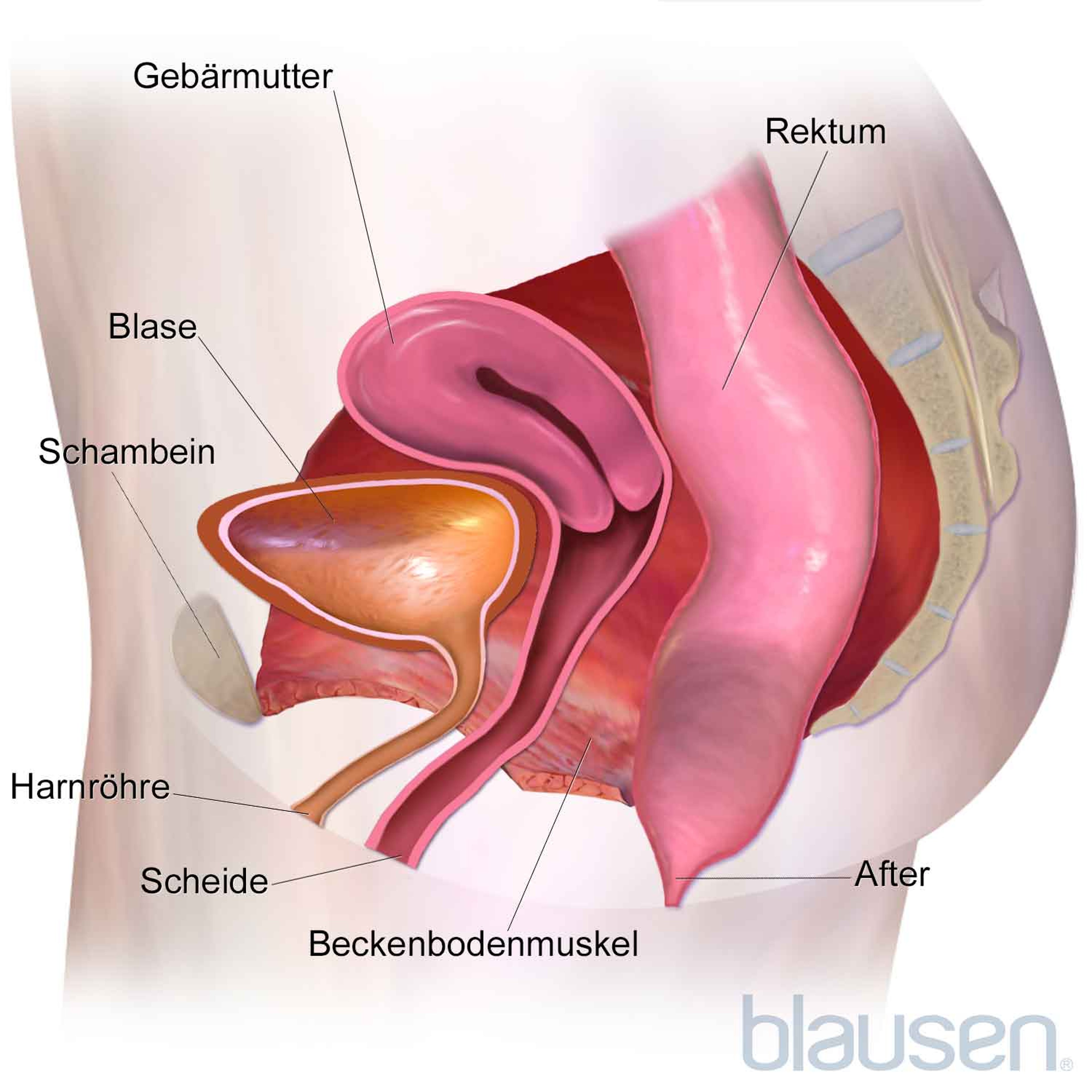 Beckenbodenmuskulatur (Sagittal)