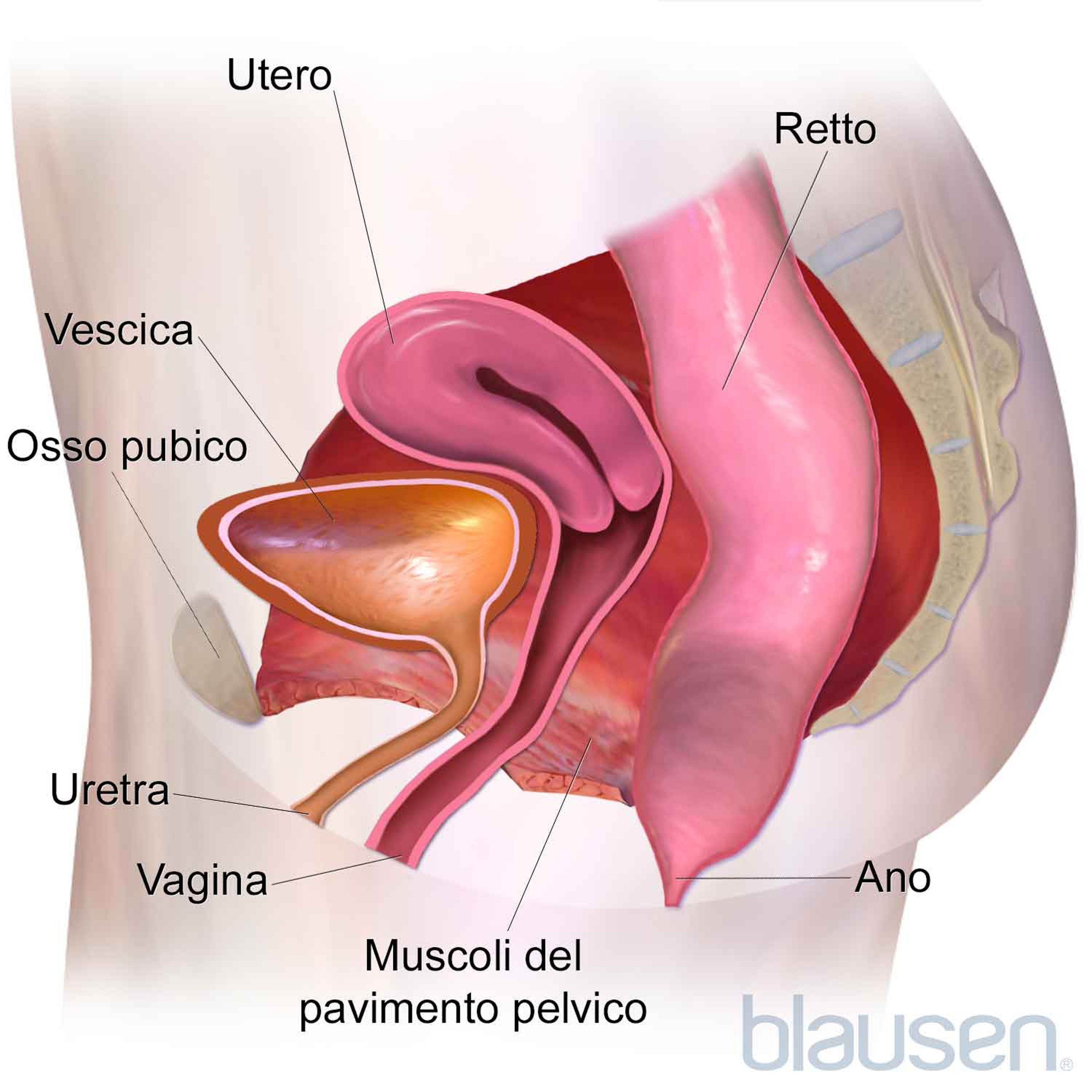 Muscoli pelvici (sagittali)