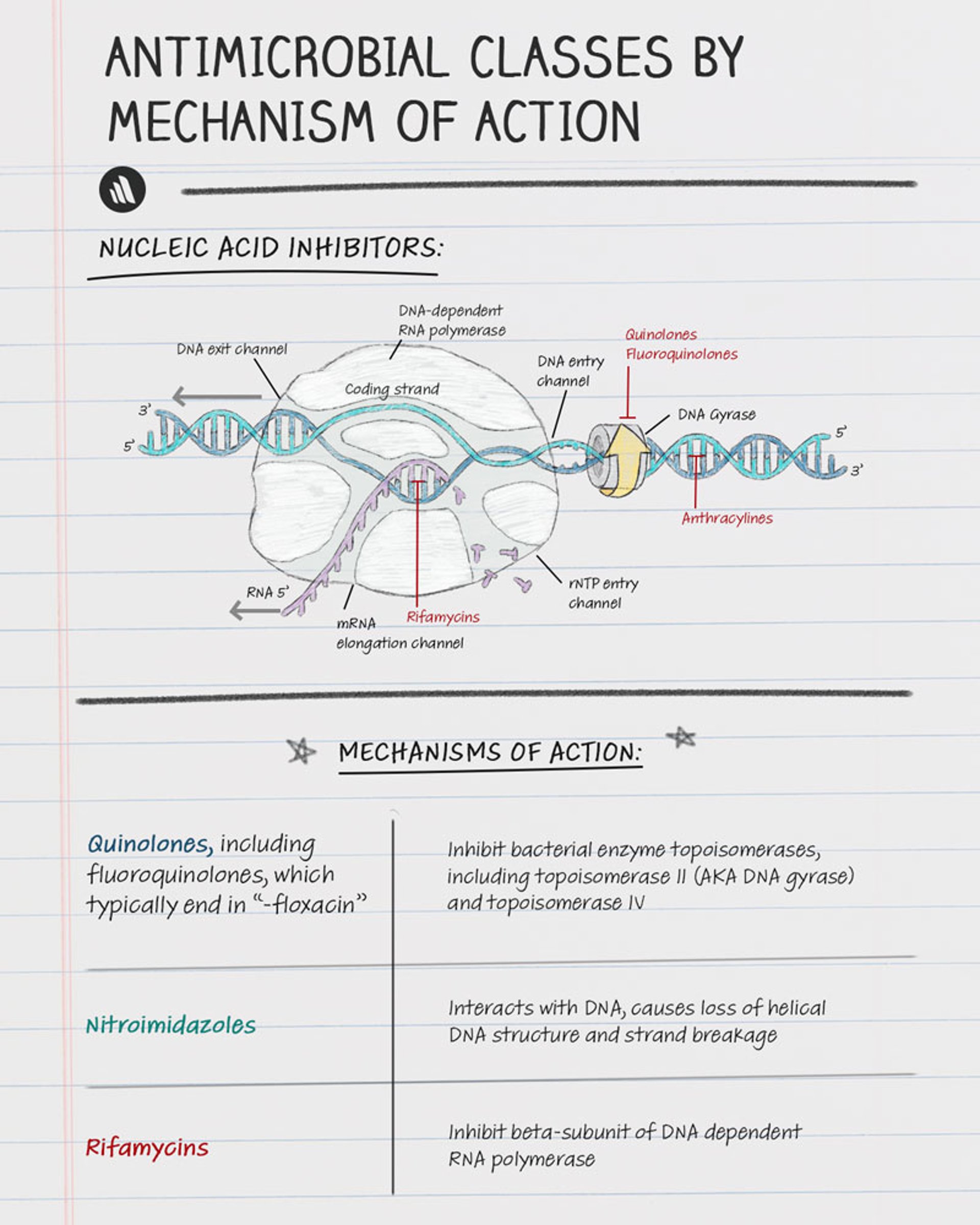 Mechanisms of Action: Nucleic Acid Inhibitors
