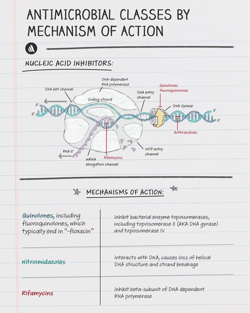 image-mechanisms-of-action-nucleic-acid-inhibitors-merck-manual