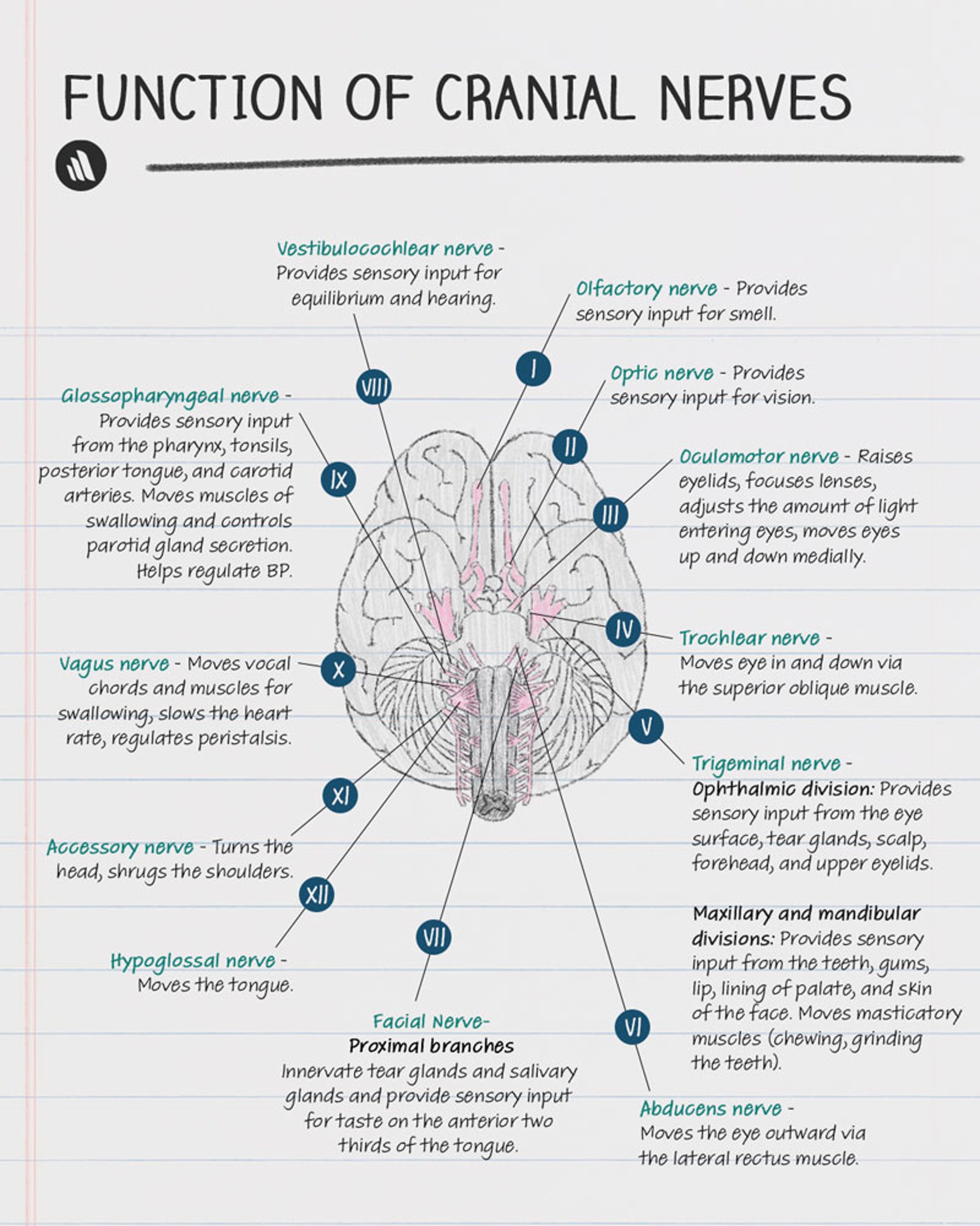 Function: Cranial Nerves