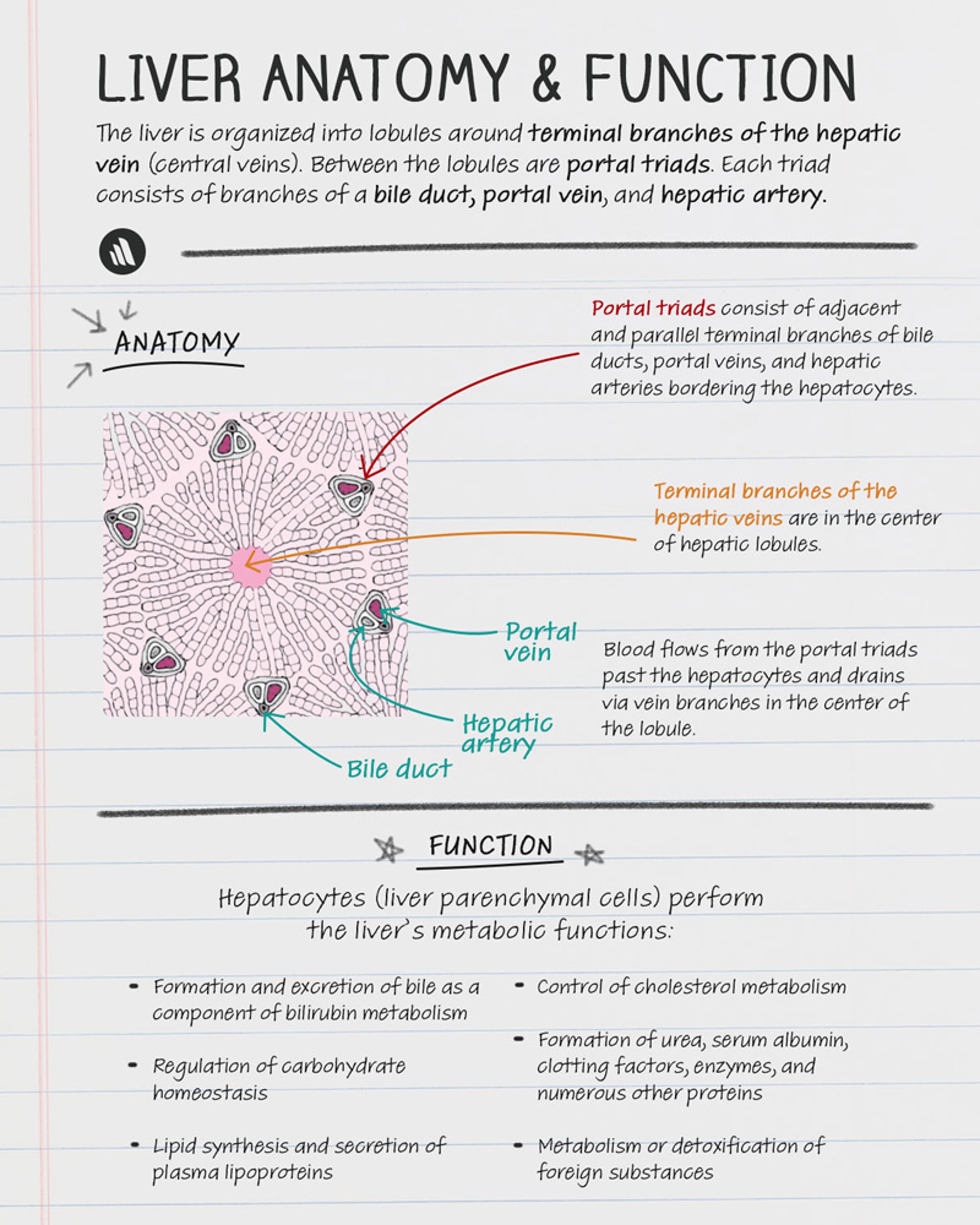 Anatomy & Function: Liver