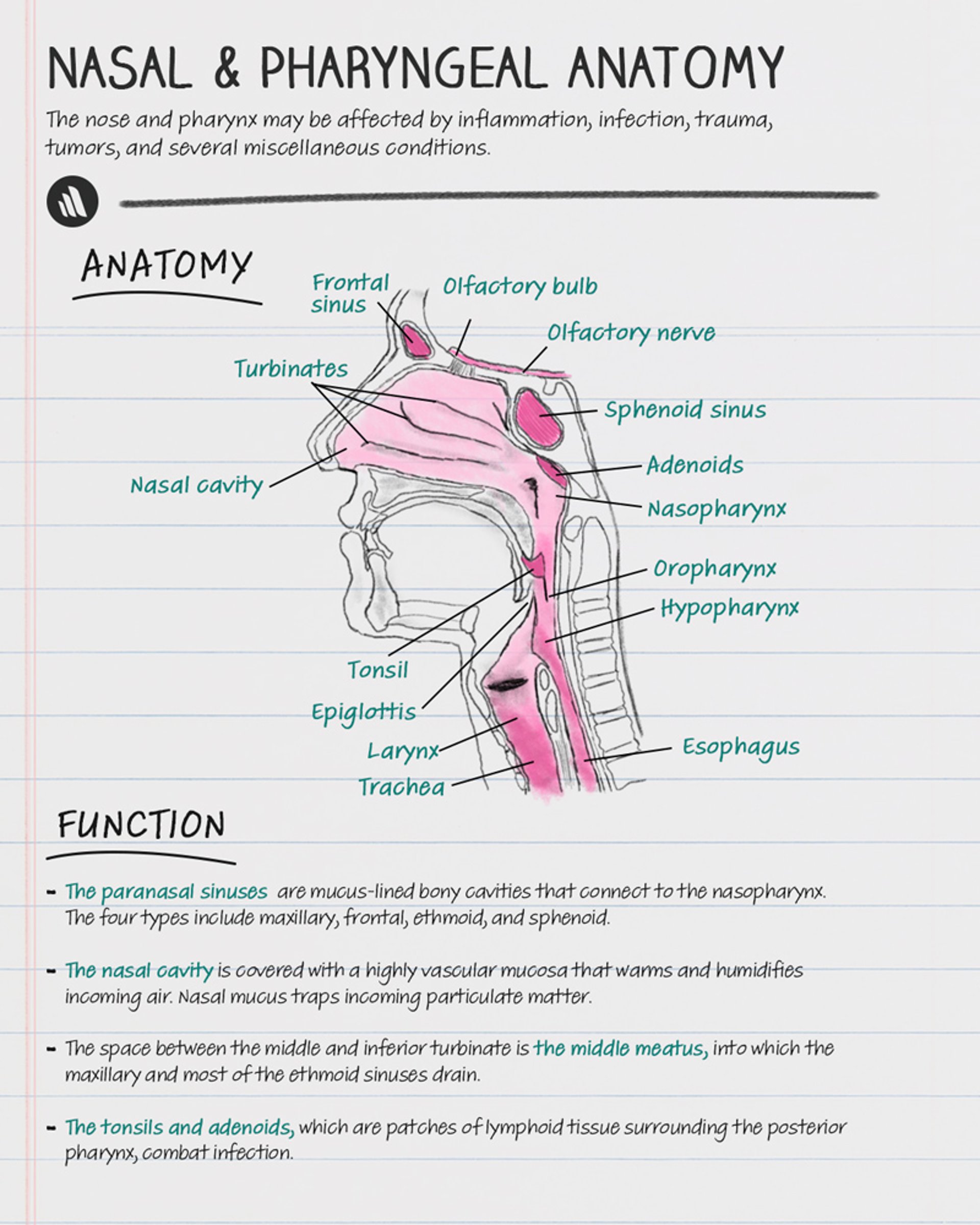 Anatomy & Function: Nose and Pharynx