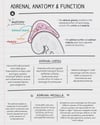 Anatomy & Function: Adrenal Cortex and Adrenal Medulla