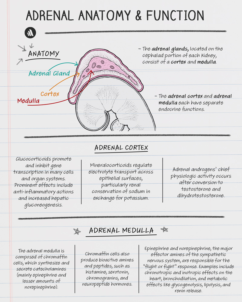 Overview of Adrenal Function - Endocrinology - Merck Manual ...