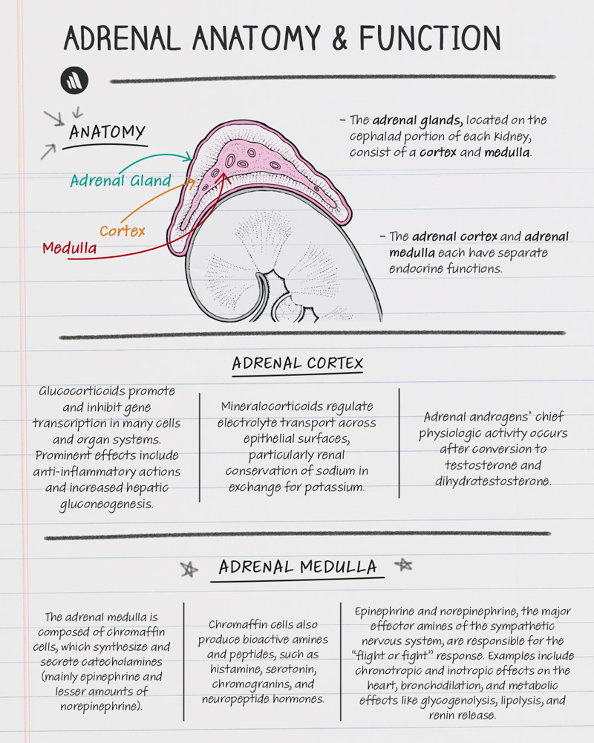 Anatomy & Function: Adrenal Cortex and Adrenal Medulla