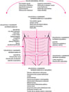 Localización del dolor abdominal y posibles causas