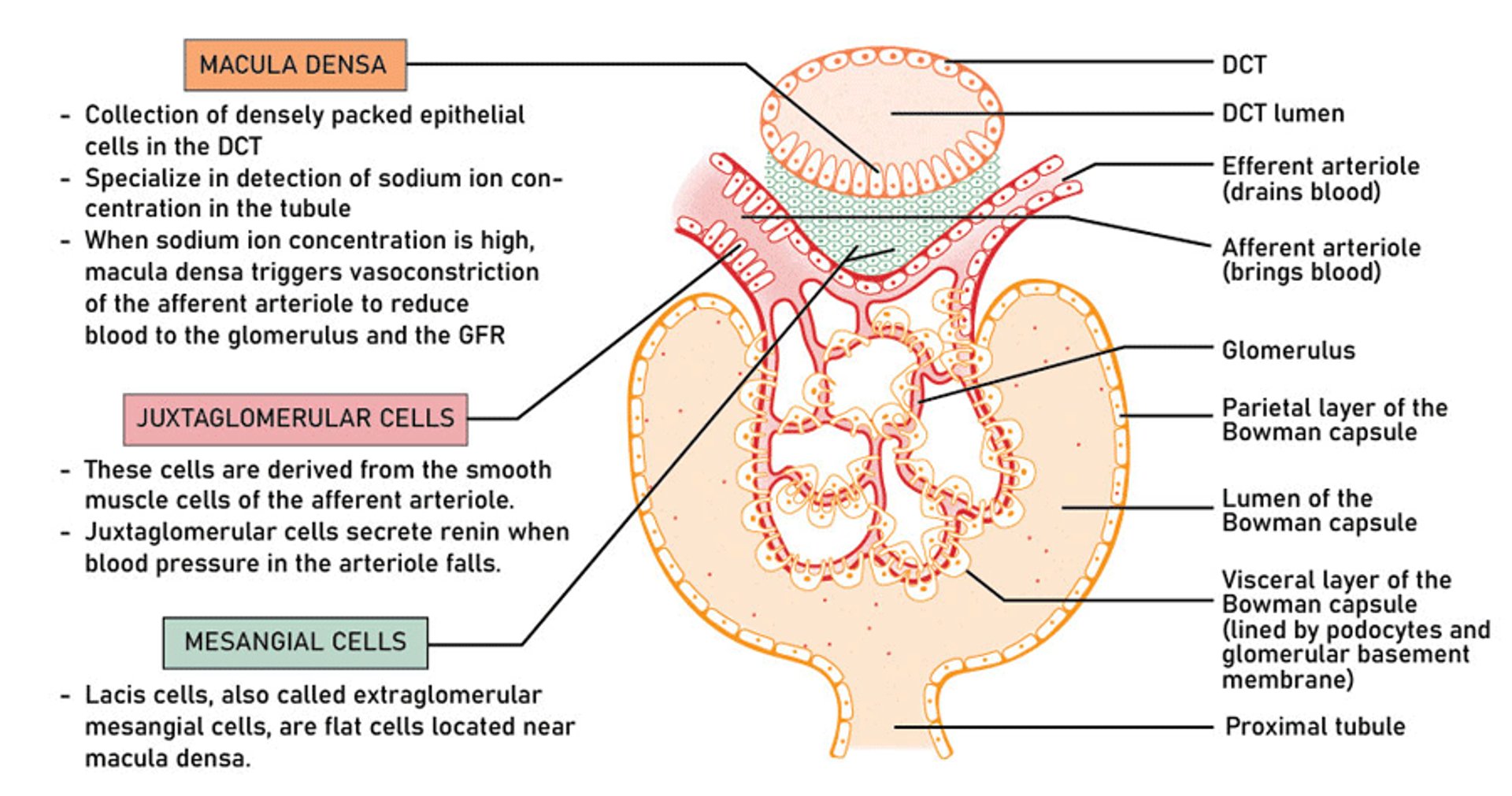 Corpúsculo renal
