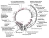 Electron Microscopic Features in Immunologic Glomerular Disorders