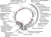 Caratteristiche in microscopia elettronica nelle patologie immunologiche glomerulari