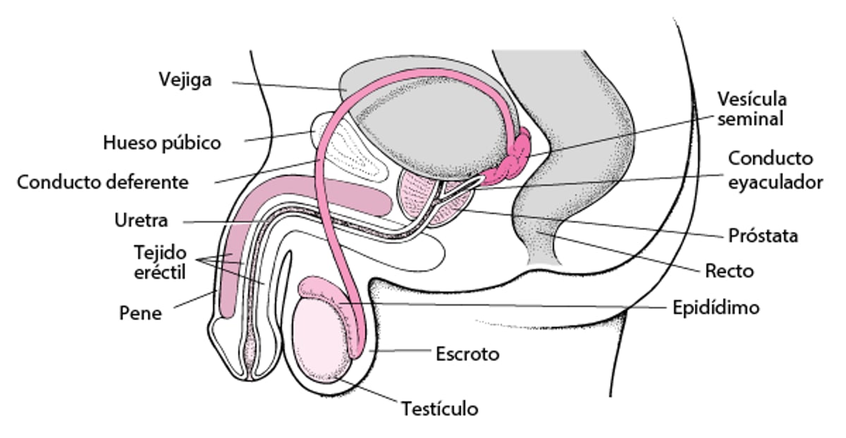 Anatomía del aparato genitourinario masculino