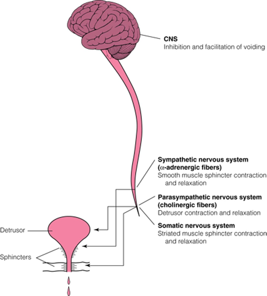 Normal Micturition: Coordinated Bladder Contraction and Urethral Sphincter Relaxation