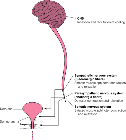 Overview of Voiding - Urology - Merck Manual Professional Edition