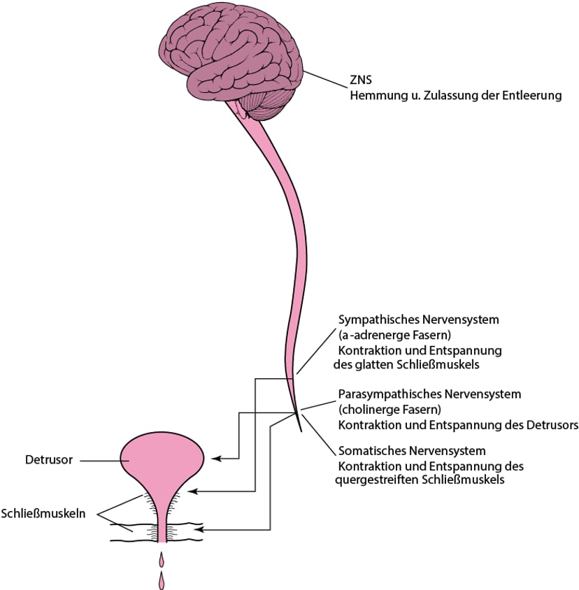 ImageNormale Miktion tritt auf, wenn die Kontraktion der Blase mit der