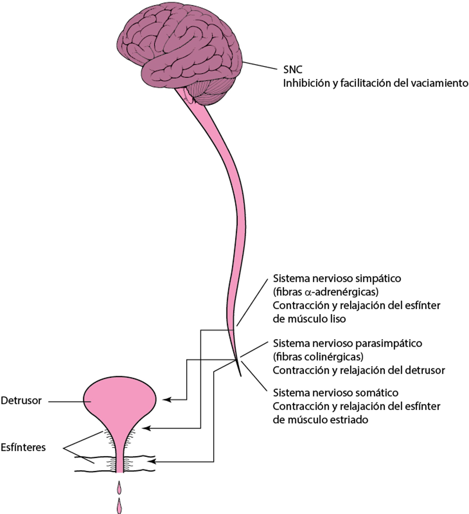 Micción normal: contracción coordinada de la vejiga y relajación del esfínter uretral