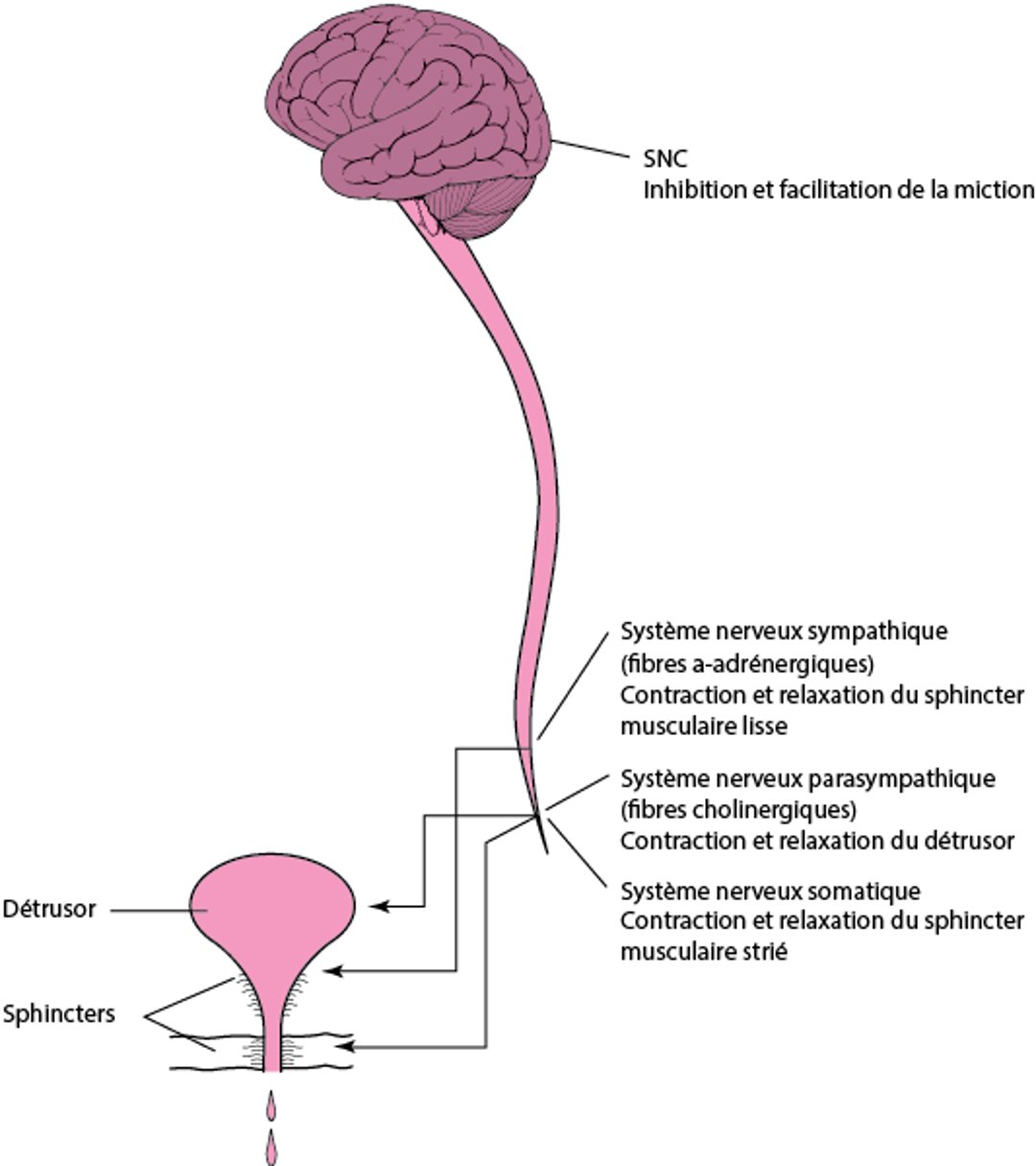 Miction normale: contraction de la vessie coordonnée et relaxation du sphincter urétral