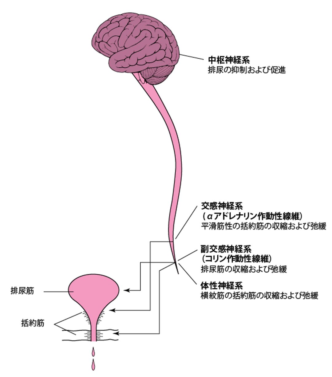 正常な排尿は膀胱収縮と尿道括約筋の弛緩が協調することで起こる
