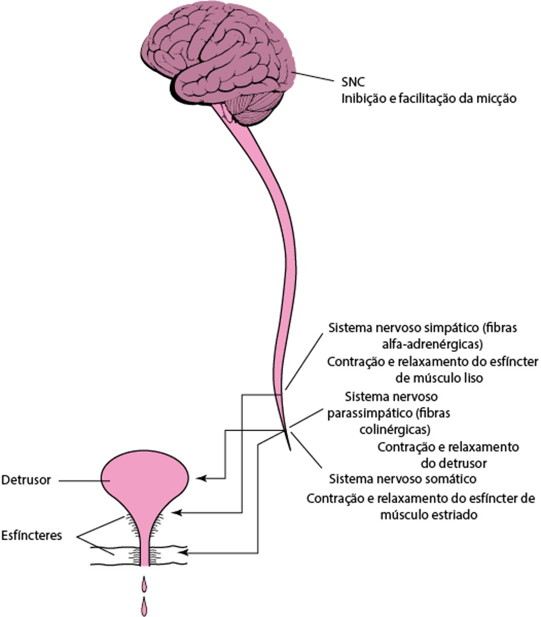 Micção normal: contração coordenada da bexiga e relaxamento do esfíncter uretral