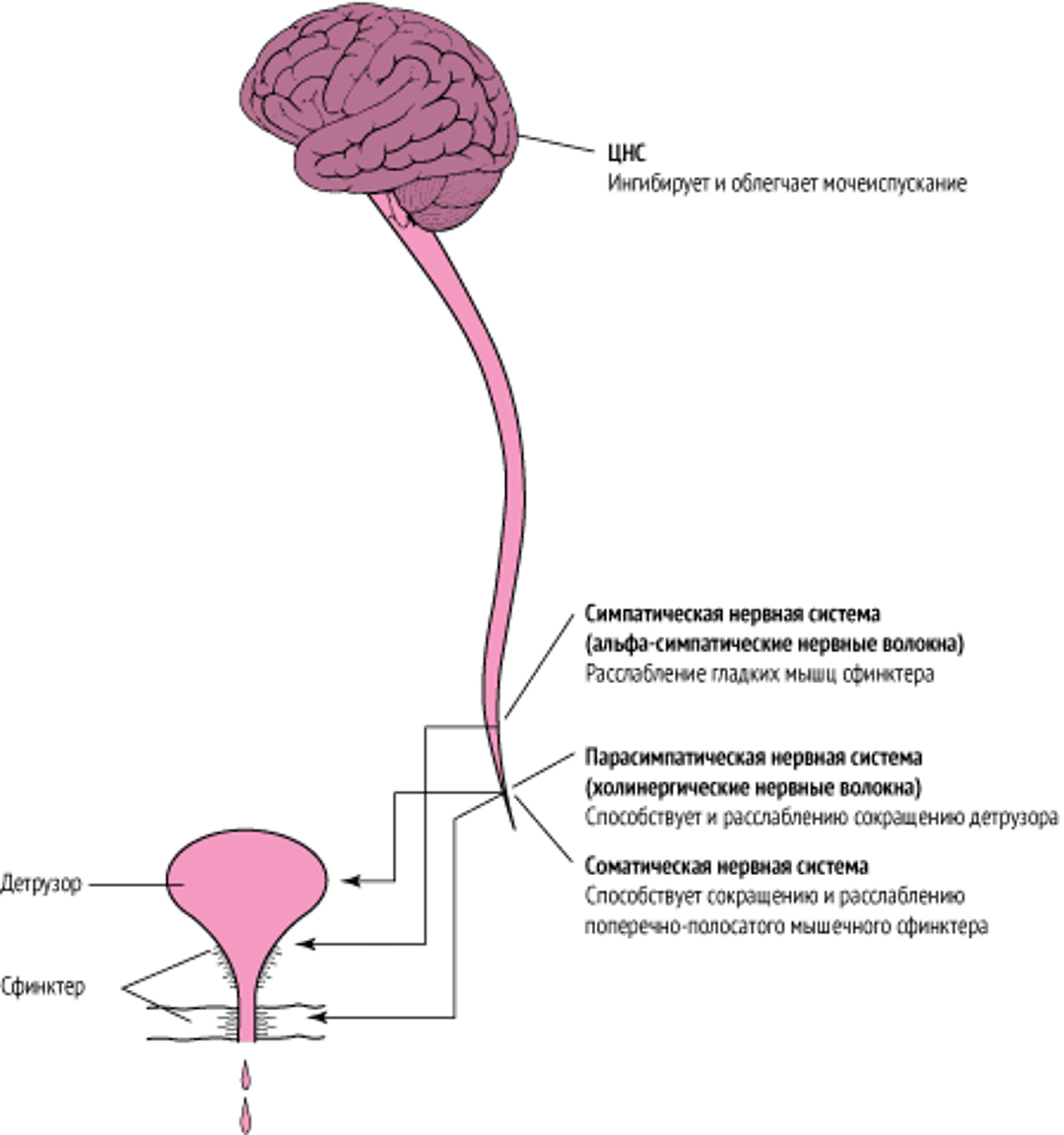 Нормальное мочеиспускание: скоординированное сокращение мочевого пузыря и расслабление сфинктера уретры