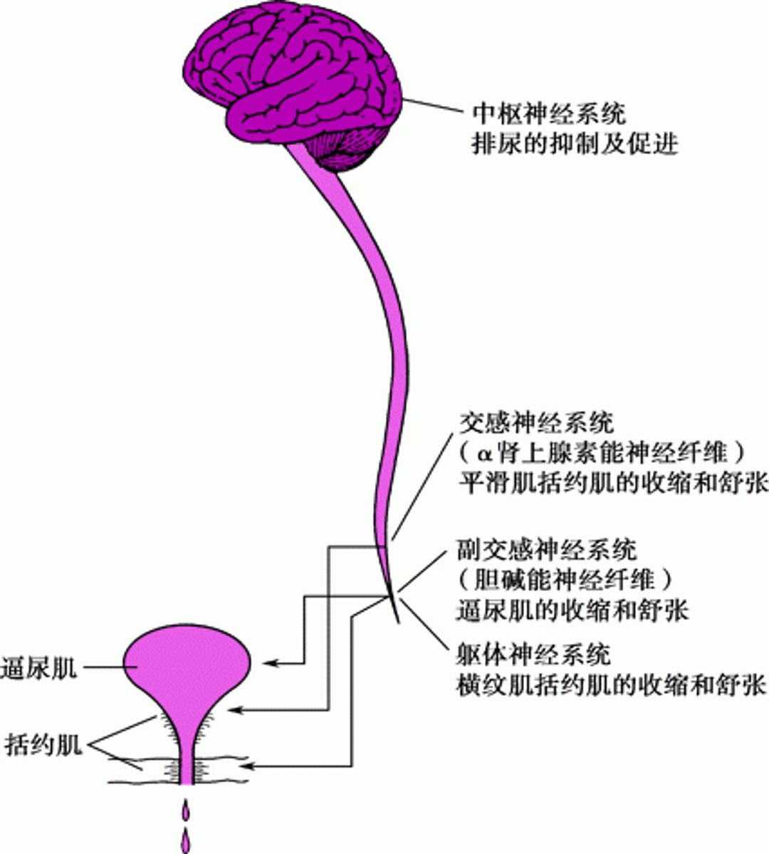 正常排尿：协调膀胱收缩和尿道括约肌松弛