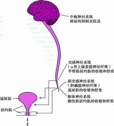 正常排尿：协调膀胱收缩和尿道括约肌松弛