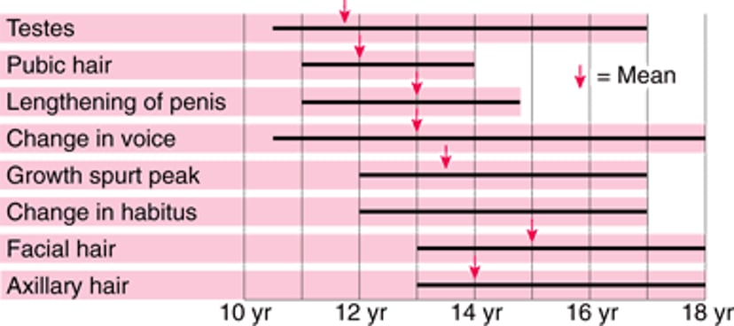 Puberty—When Male Sexual Characteristics Develop