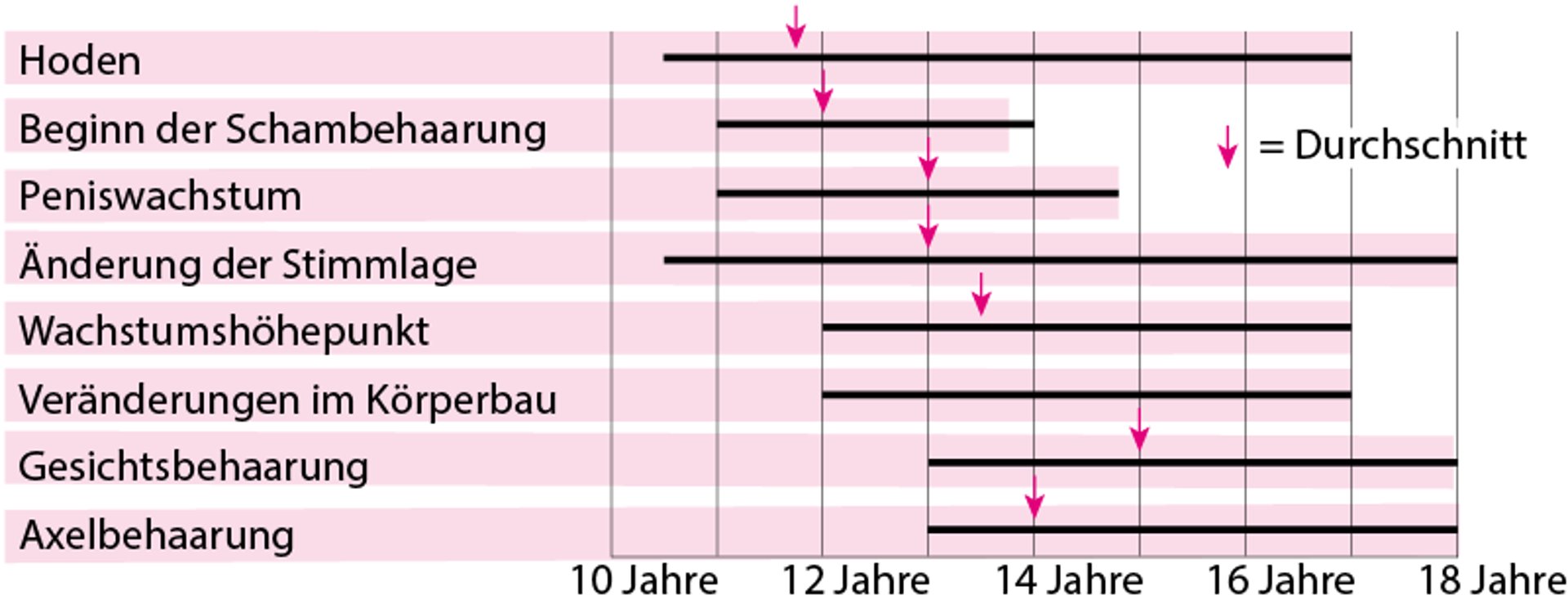 Pubertät - Entwicklung der männlichen Geschlechtsmerkmale