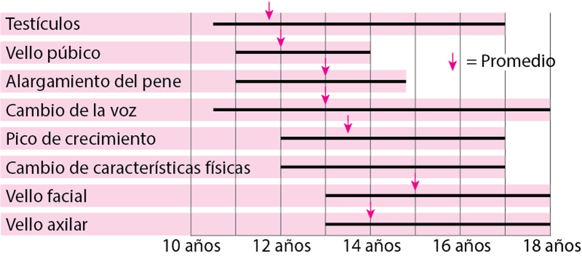 Pubertad: cuándo se desarrollan las características sexuales masculinas