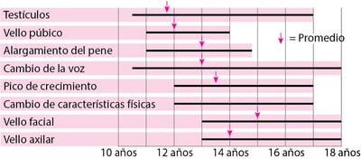 Pubertad: cuándo se desarrollan las características sexuales masculinas
