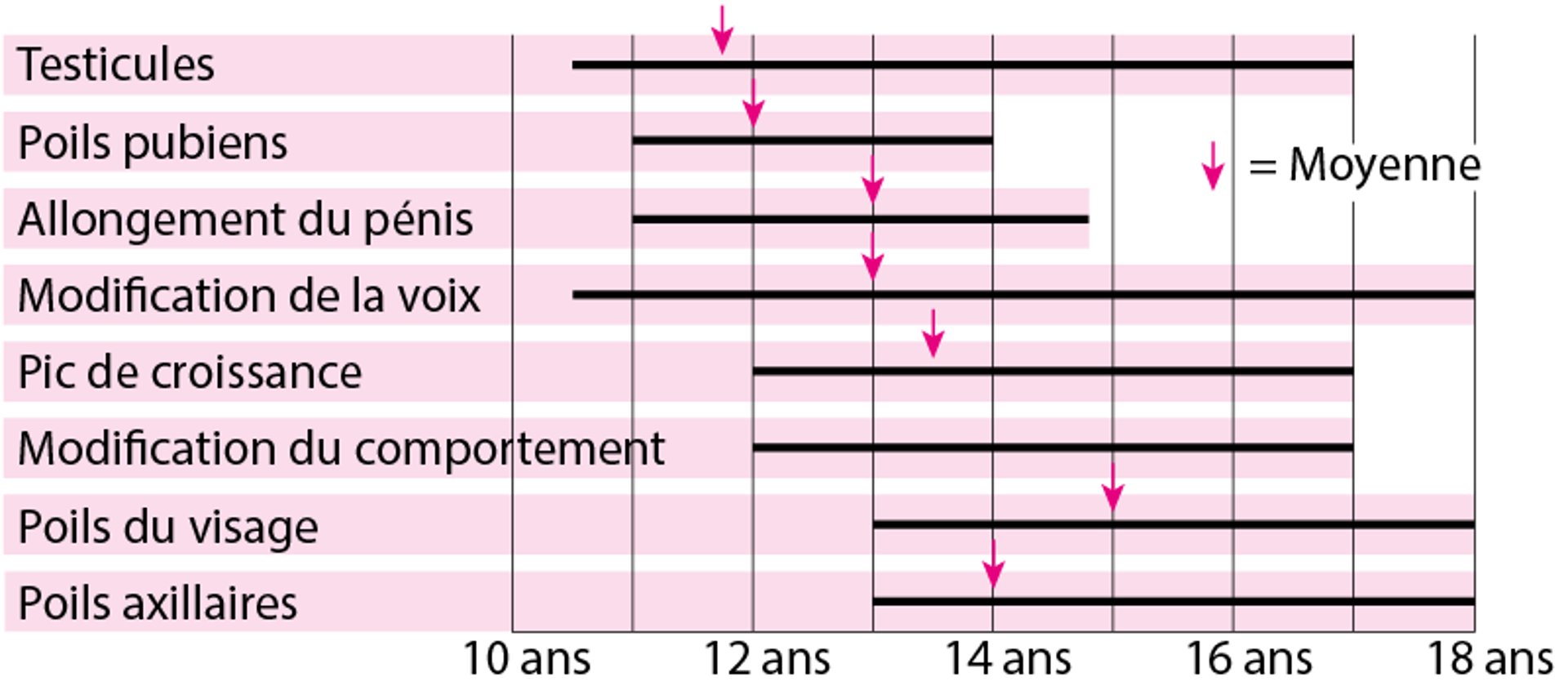 Puberté, lorsque les caractéristiques sexuelles masculines se développent