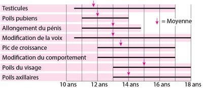 Puberté, lorsque les caractéristiques sexuelles masculines se développent