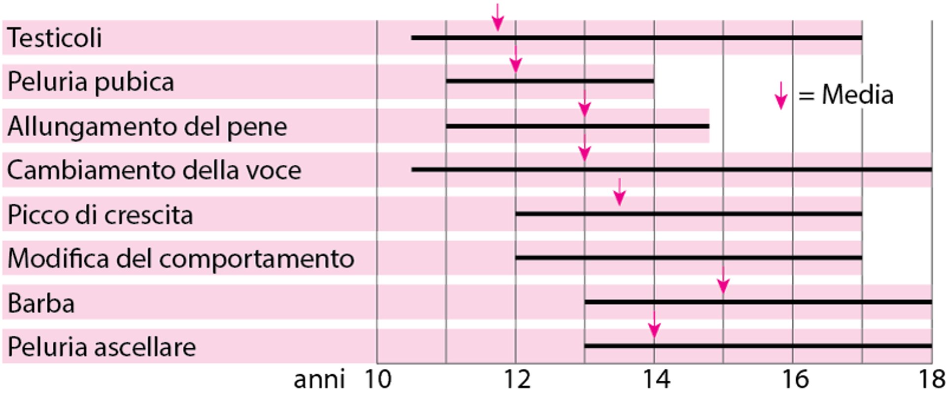 Pubertà, quando si sviluppano i caratteri sessuali maschili