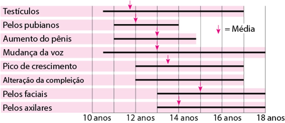 Puberdade — quando as características sexuais masculinas se desenvolvem