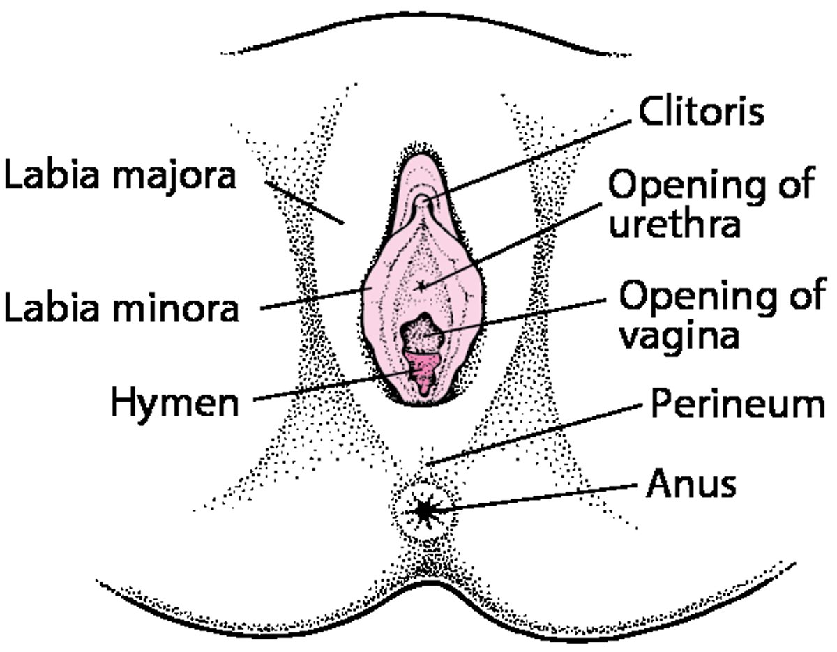 External Female Genitals