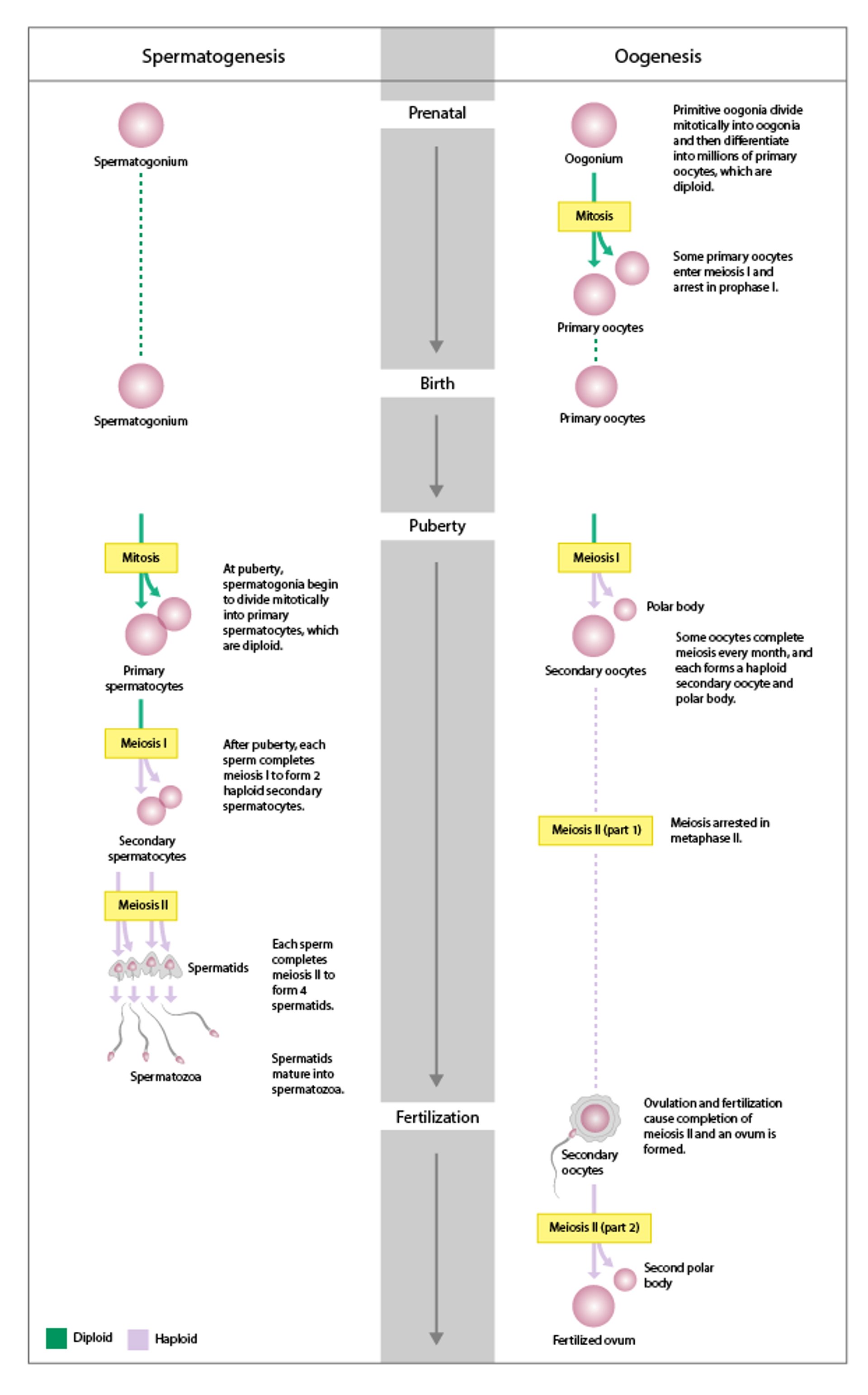 Female and Male Gametogenesis