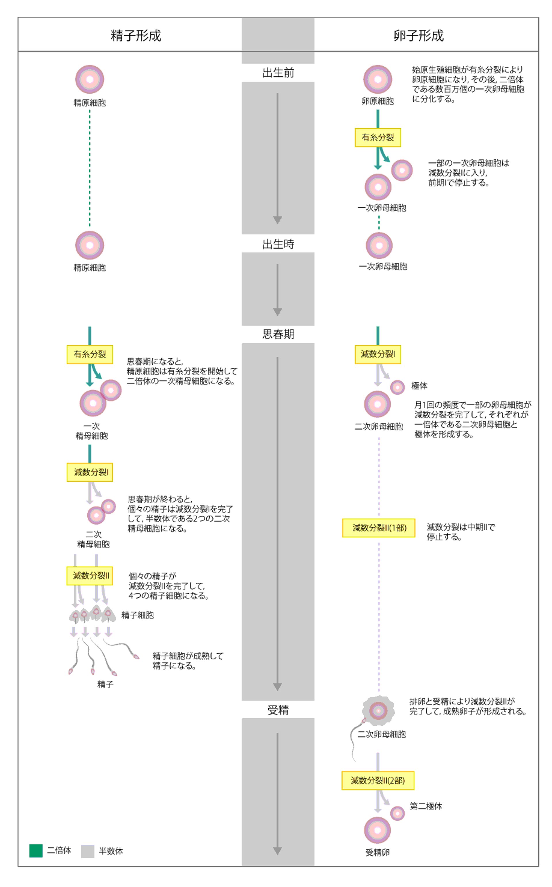 女性および男性の配偶子形成