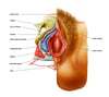 Anatomía vulvar