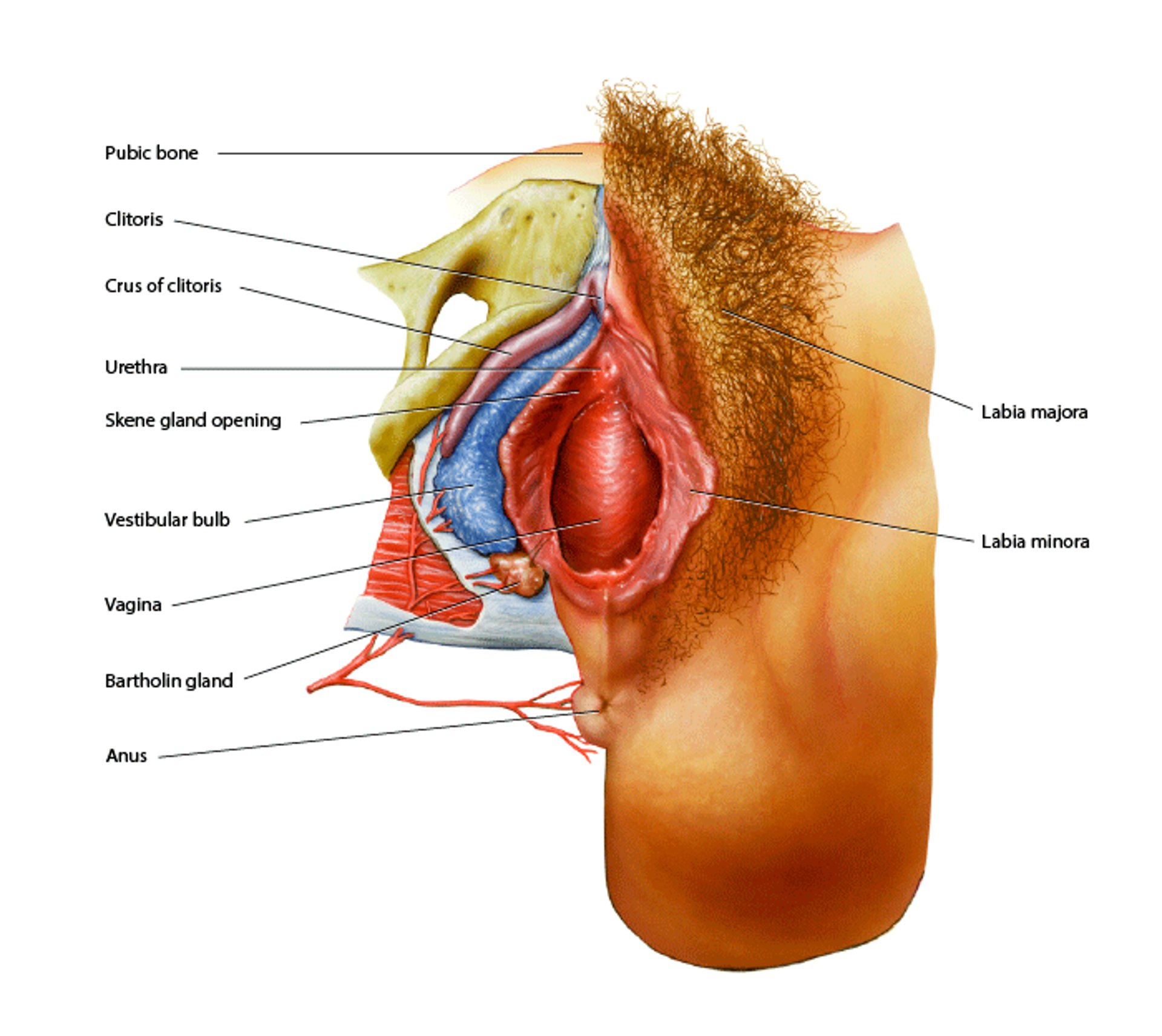 Анатомія вульви