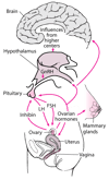 Central Nervous System-Hypothalamic-Pituitary-Gonadal Target Organ Axis