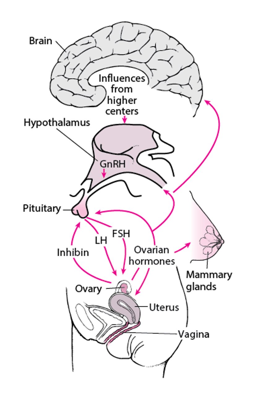The Central Nervous System-Hypothalamic-Pituitary-Gonadal Target Organ Axis