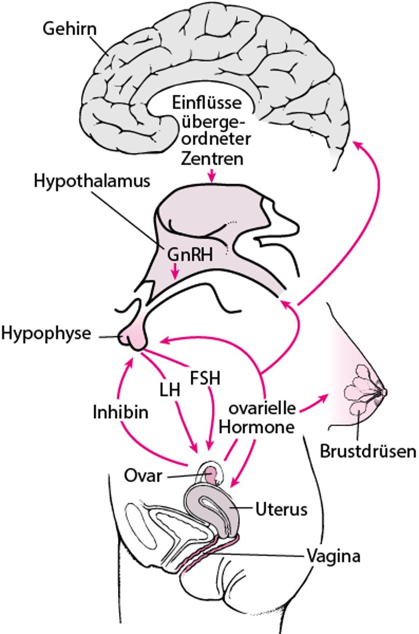 Achse Zentralnervensystem-Hypothalamus-Hypophysen-Gonaden-Zielorgan.