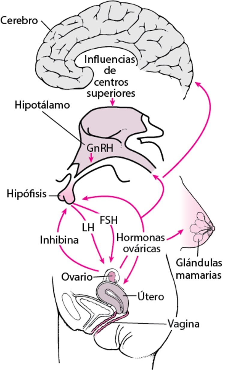 El eje sistema nervioso central -hipotálamo-hipofisario-gonadal y órganos diana