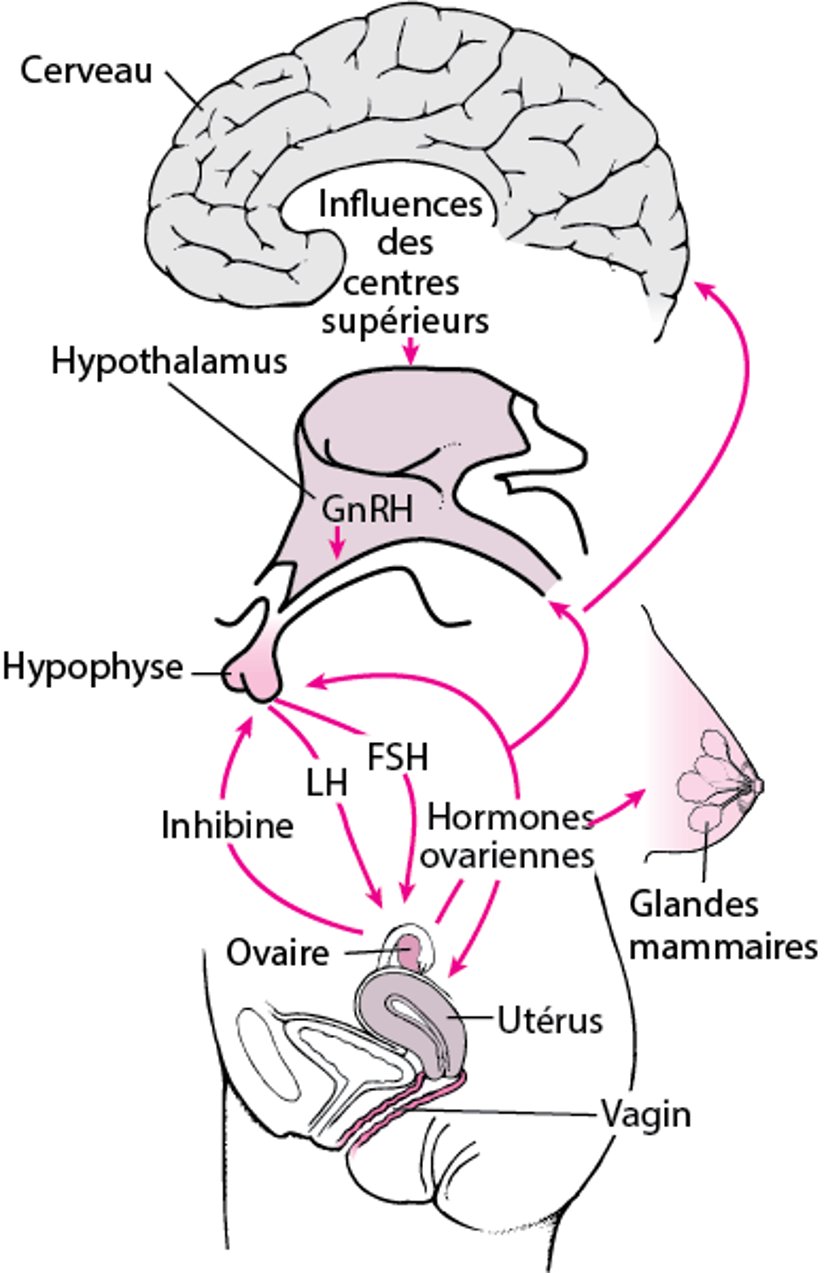 Axe du système nerveux central, hypothalamo-hypophyso-gonadique