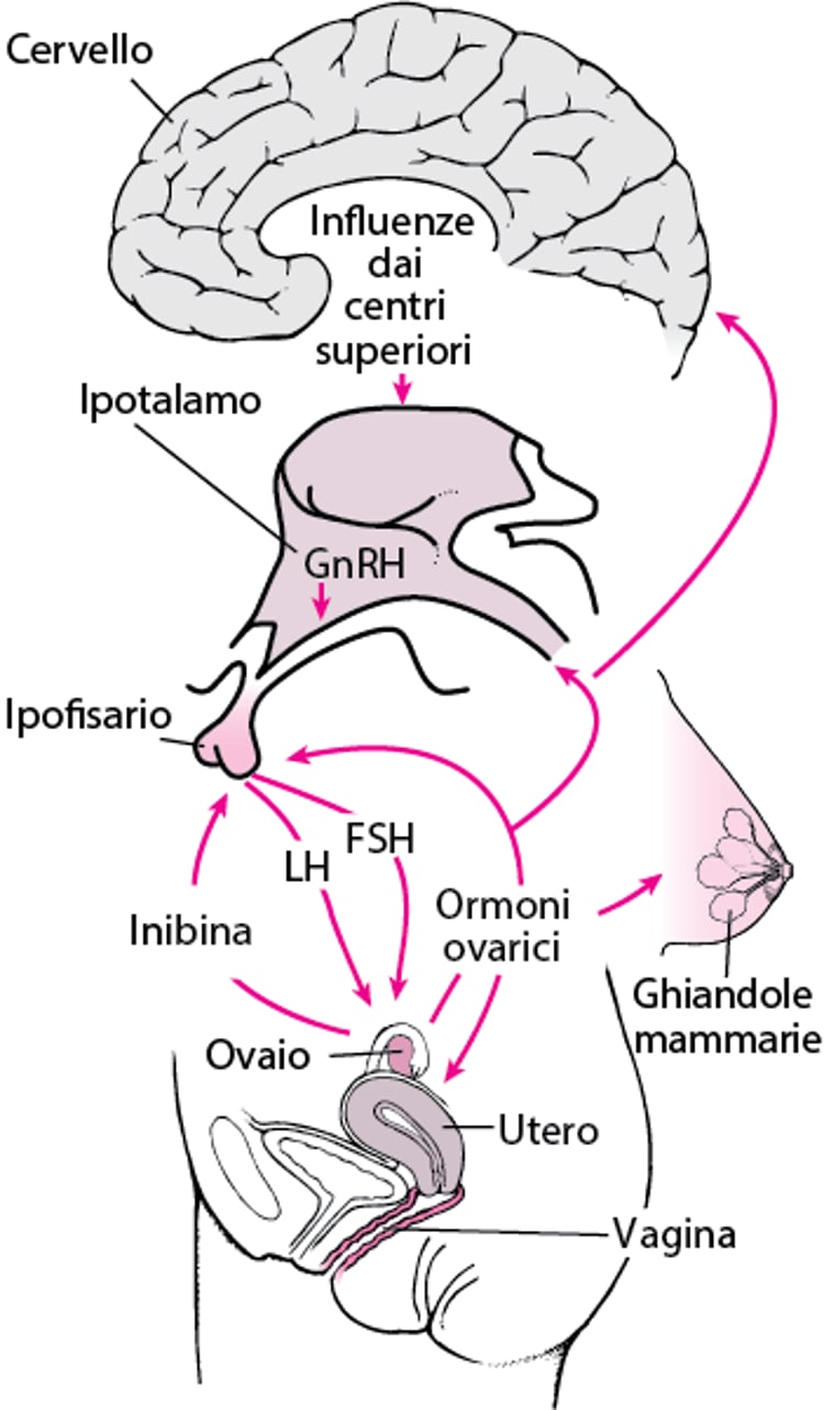 Asse sistema nervoso centrale-ipotalamo-ipofisario-organo bersaglio gonadico