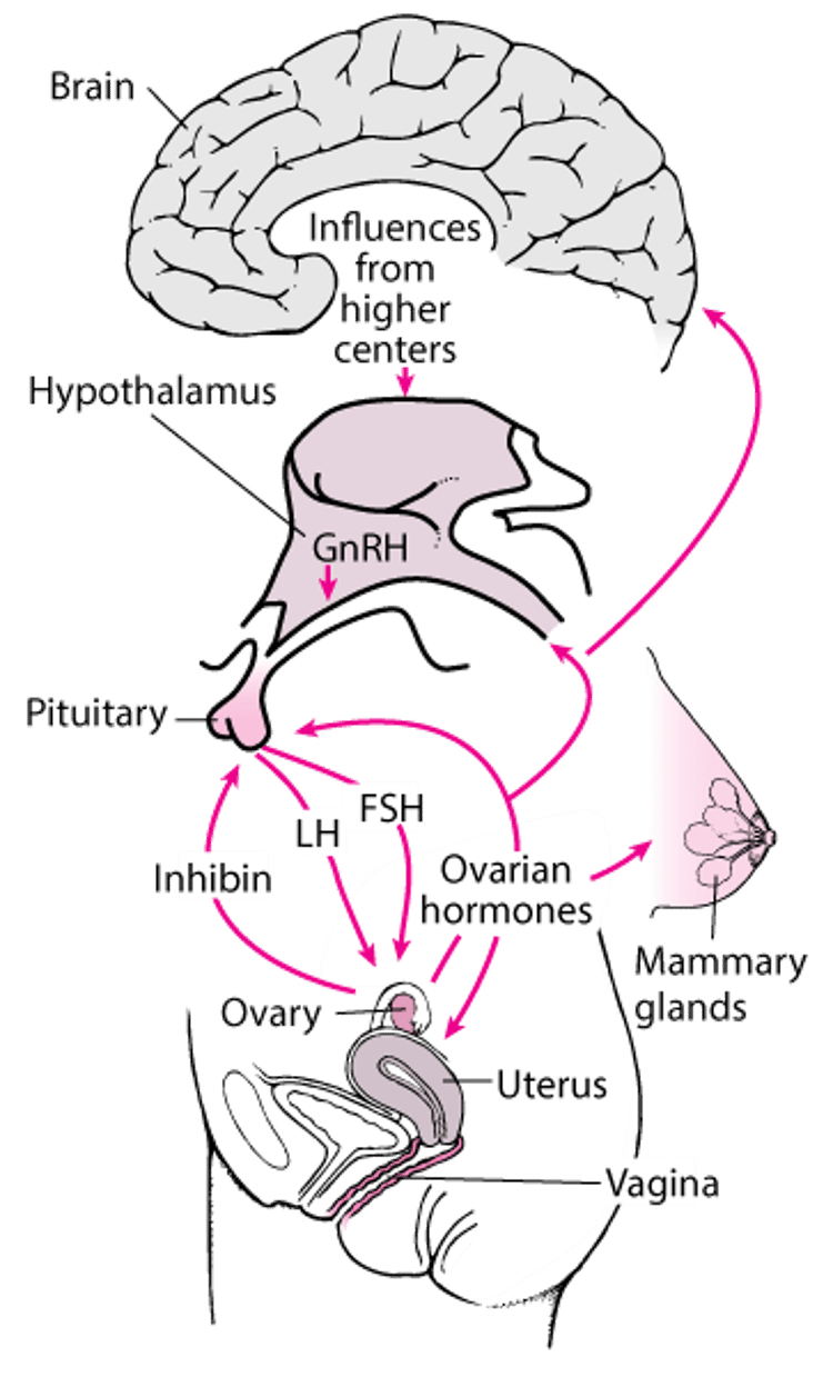 中枢神経系-視床下部-下垂体-性腺系