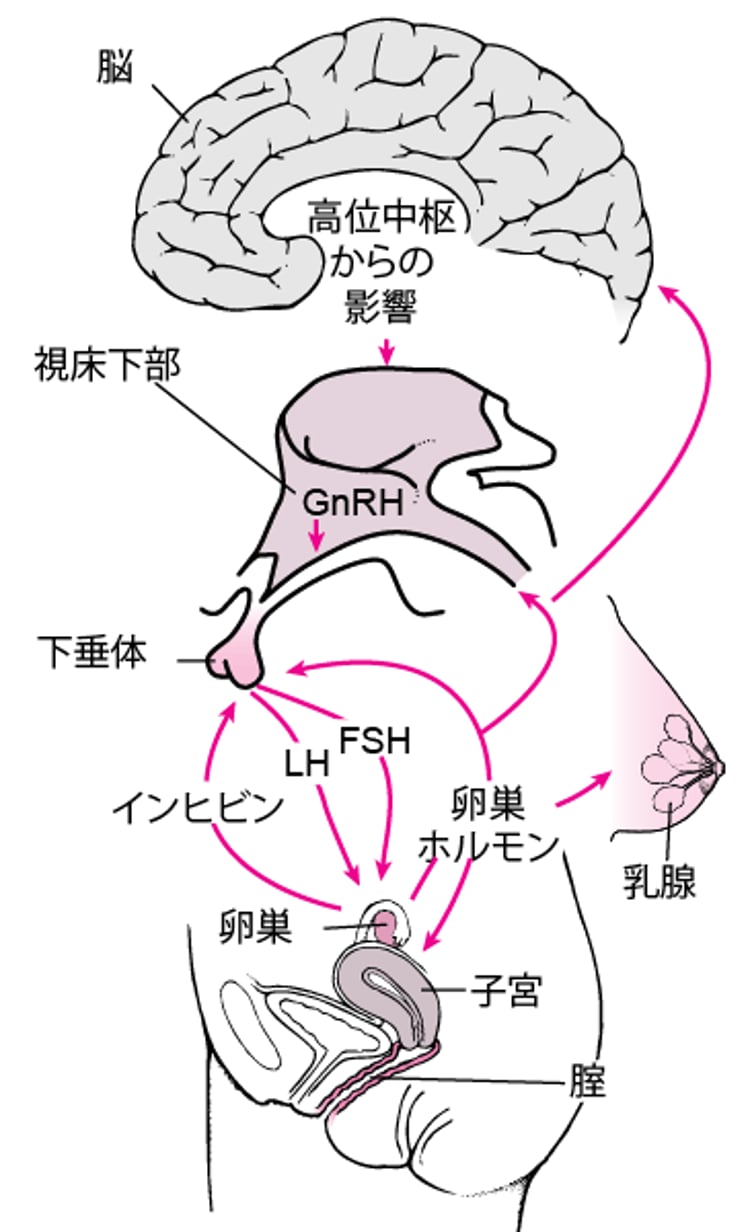 中枢神経系-視床下部-下垂体-性腺系