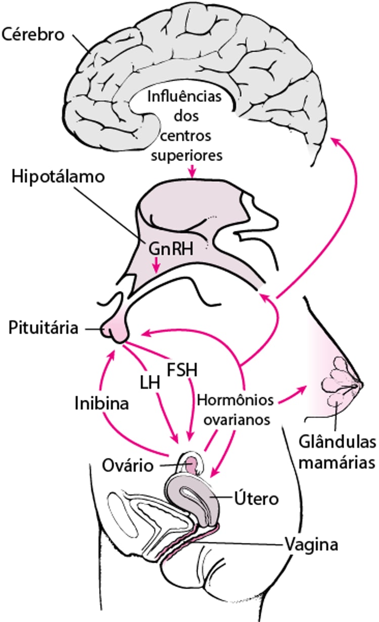 Órgão alvo do eixo sistema nervoso central-hipotalâmico-pituitário-gonadal