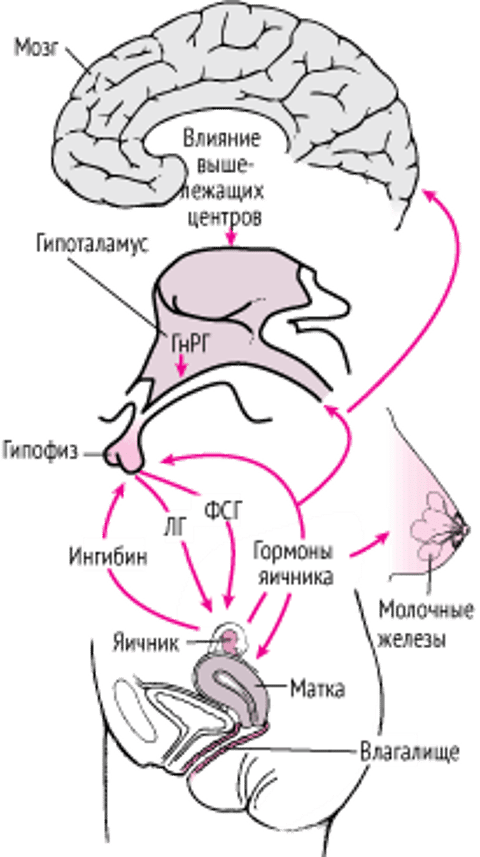 Ось центральная нервная система-гипоталамус-гипофиз-гонады-органы-мишени