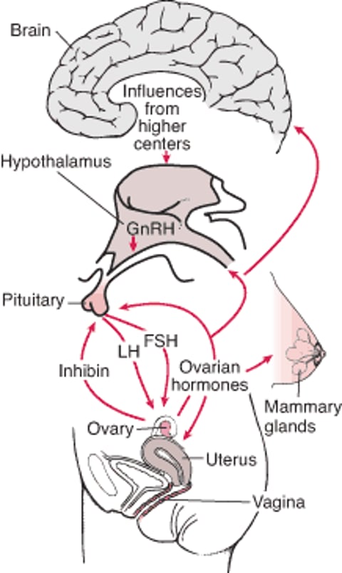 Вісь центральна нервова система — гіпоталамус — гіпофіз — органи-мішені (гонади)