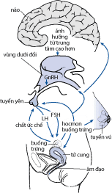 Trục cơ quan đích của hệ thần kinh trung ương-dưới đồi-tuyến yên-bộ phận sinh dục